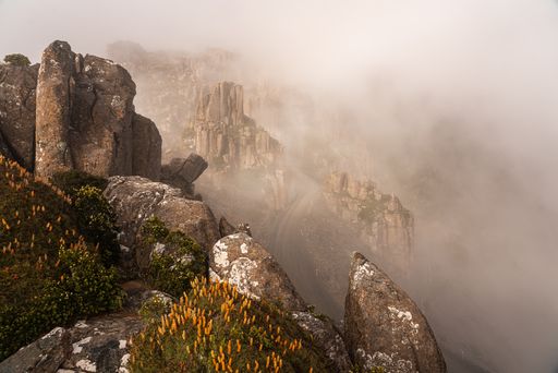 Beautiful flowering Scoparia plants at Ben Lomond National Park, Tasmania, Australia.