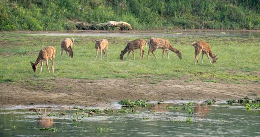 A group of deer herd grazing in a lush field near water