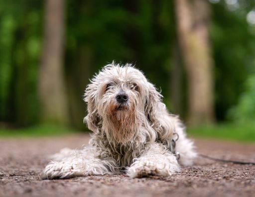 An old homeless dog sitting on the street