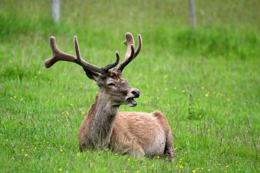 A closeup shot of a deer sitting in a green meadow