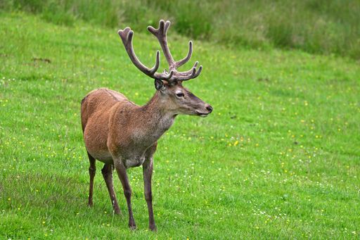 A closeup shot of a deer sitting in a green meadow