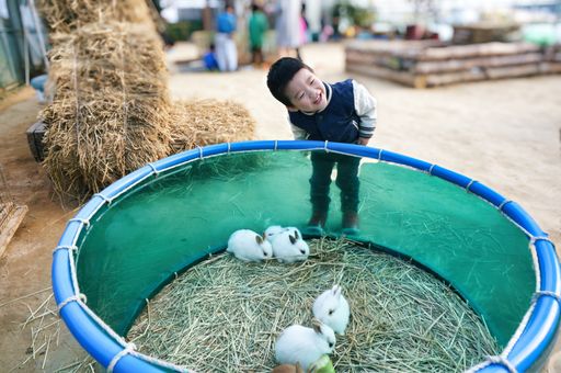 A smiling young boy looking at cute baby bunnies