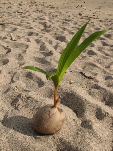 A vertical shot of a beautiful coconut spout placed on the warm sandy beach on a bright summer day