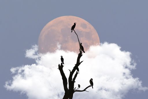 Birds perched on a branch with moon in background