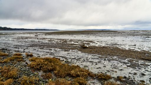 Low tide at a rocky ocean beach with water barely covering parts of the mud flat and colorful bushes in the foreground.