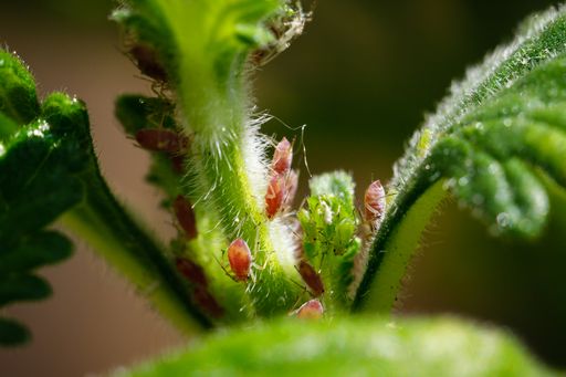 A selective focus shot of aphids on a green plant under bright light