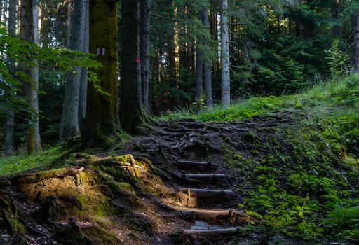 A forest path with moss-covered steps leading to trees in Ceahlau Mountain, Piatra Neamt, Romania