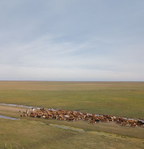 Aerial view of cattle run by gauchos and dogs, many cows are piled up along a road with streams to the side, arriving at the farm.