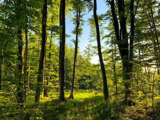 A vertical shot of tall trees in the on a sunny day