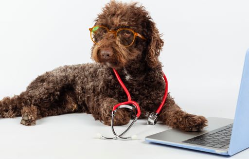 An adorable dog with glasses and a stethoscope by laptop