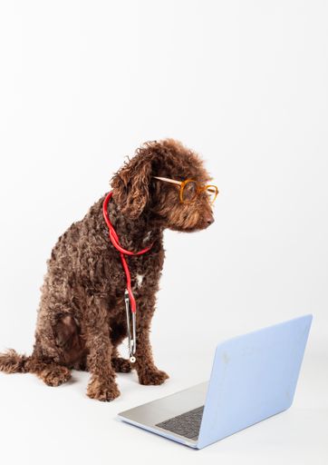 An adorable dog with glasses and a stethoscope by laptop