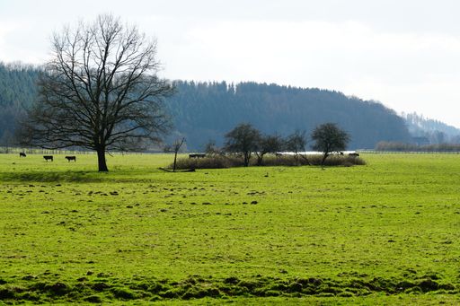 A field covered in greenery surrounded by grazing cows under the sunlight at daytime