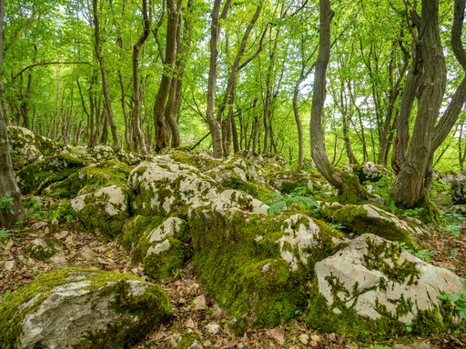 A natural view of rocks covered in green moss in the forest