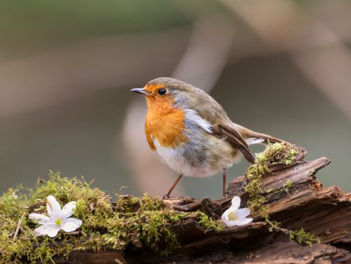 A close-up of a tiny orange Robin perched on a tree
