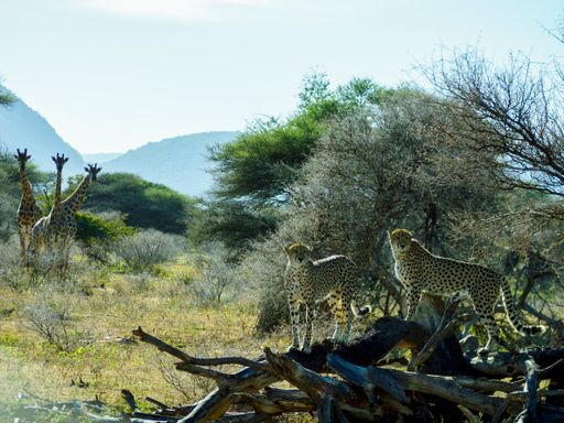 A Group of giraffes and cheetahs savanna near tree