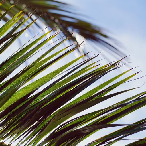 A selective focus shot of green palm leaves - perfect for background