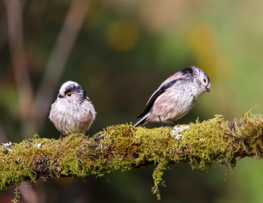 The two long tailed tits perched on a mossy branch outdoors
