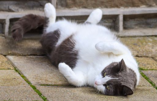A gray and white cat lying on its back