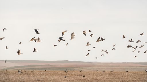 Birds flying over a desert landscape against a clear sky