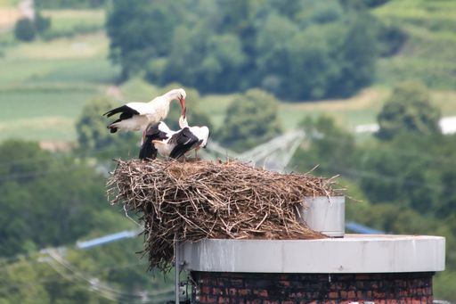 A selective focus shot of a storks family in the net with village landscape in the background
