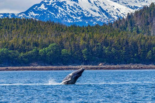 A whale breaching near mountains and lush green forests