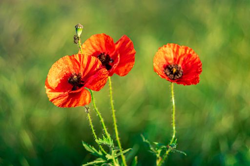 A closeup shot of red poppies on a blurred background