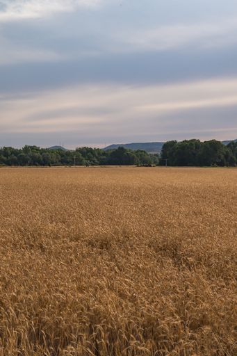 A vertical shot of a wheat field surrounded by trees on a cloudy day