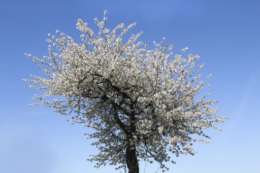 A low angle view of an apricot blossom under the sunlight and a blue sky