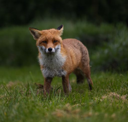 A red fox standing in a green grassy meadow