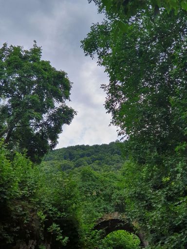 A vertical shot of beautiful greenery in a forest with a small open tunnel below