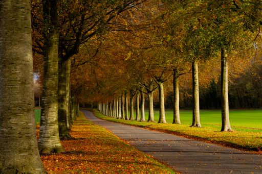 An Avenue of tree's in autumn nature creating nice bright green grass behind the tree's