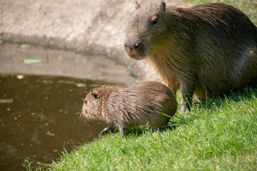 A beautiful shot of mother and baby capybaras standing next to the pond on the grass