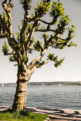 A vertical shot of a stout tree with vibrant green leaves near the sea under a gloomy, cloudless sky