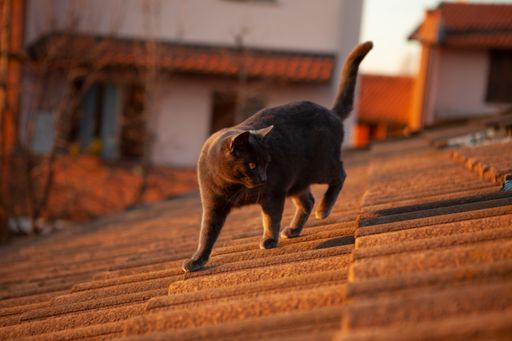 A closeup shot of a cute black cat on a house's roof
