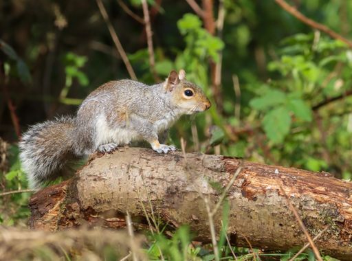 A closeup of a squirrel perched on a branch