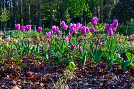 A scenic view of purple tulips flowers in Rivierenhof-Deurne, Antwerp, Belgium