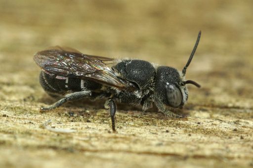 A closeup of a female small resin bee, Heriades crenulatus in the Gard, France