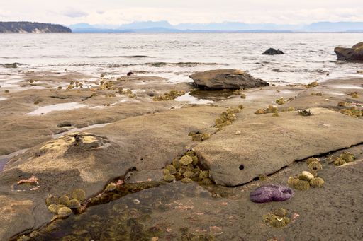 A rocky ocean beach with sea urchins between the rocks and a purple starfish looking out towards distant mountains.