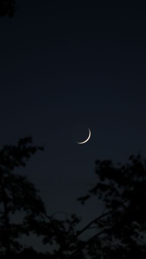 Trees and the Moon in the nightsky