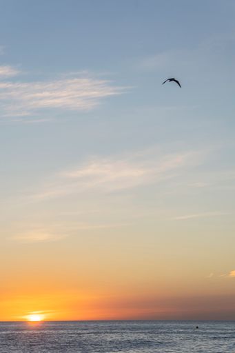 Incredible sunrise with the sun rising over the horizon with a bird flying overhead and an orange sky with the blue of the calm sea.