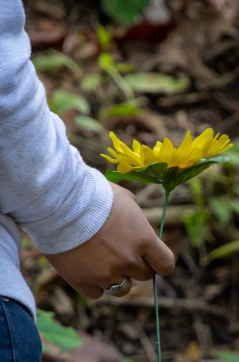 Person plucking yellow flower from the soil