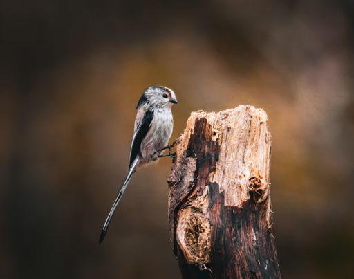 A long-tailed tit perched on a decaying tree trunk