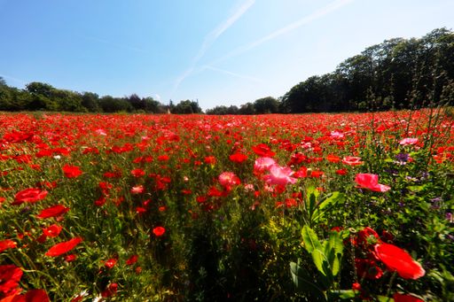 A scenic view of red poppies in a field in Heilbronn, Germany