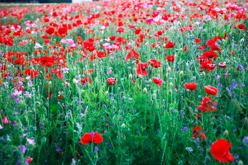 A scenic view of red poppies in a field in Heilbronn, Germany
