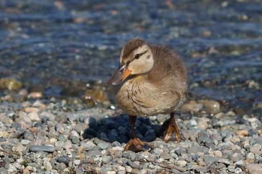A duck perched on rocks at water's edgep