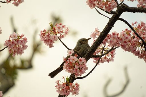 A bird sitting on a cherry blossom tree branch