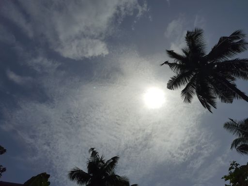 A low angle shot of coconut trees against thick cloudy sky