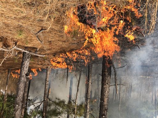 A landscape of a burning forest covered in the smoke at daytime