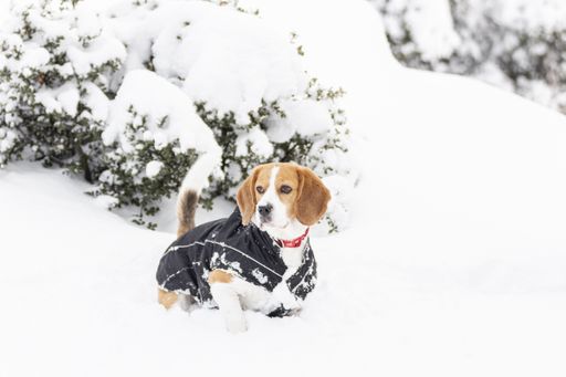 Young tricolour Beagle dog enjoying a walk in the snow, wearing a black coat for the cold.