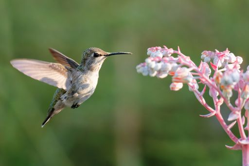 A beautiful shot of a cute gray hummingbird in flight on a blurry background